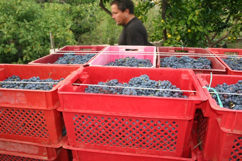 25 kilogram boxes of grapes, destined for the winery